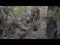 Amazing moment between Mother Leopard &amp; Cub