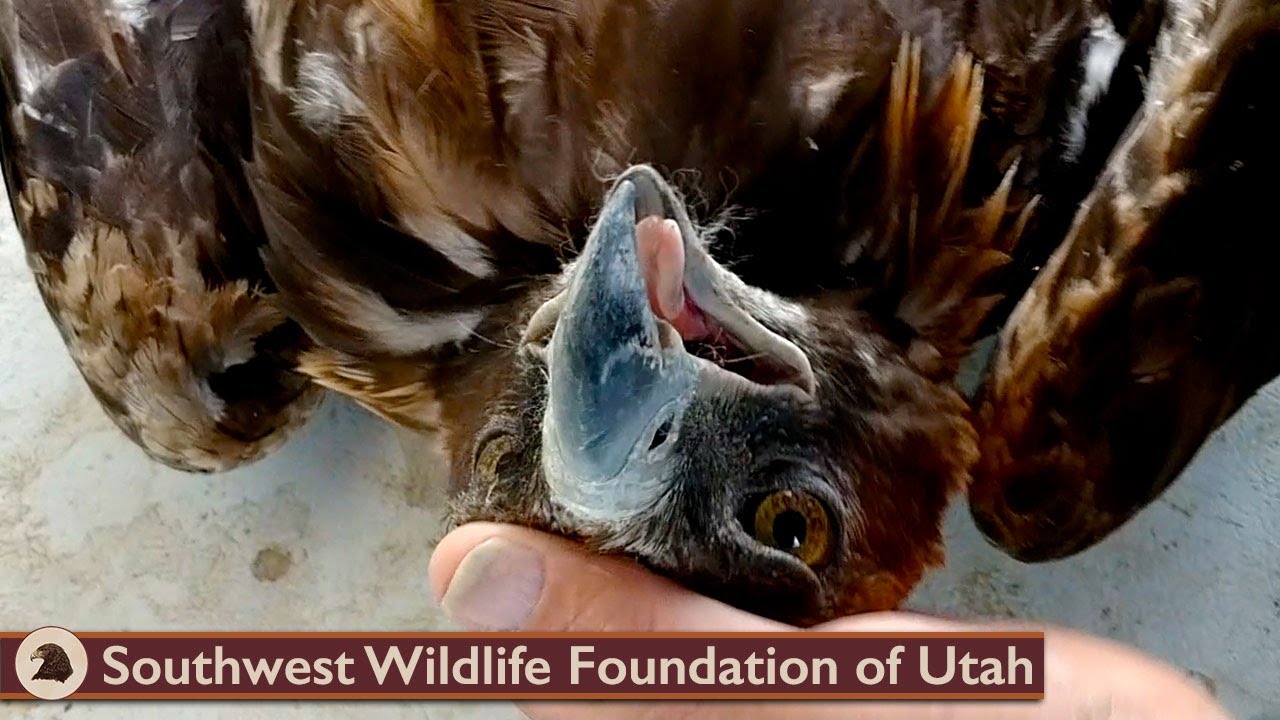 Eagle Ate Too Much To Fly