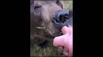Реакция на медведя в Америке vs в России #shorts #Россия #Америка #медведь