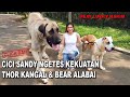 REAKSI Cici Sandy Ketemu Thor KANGAL & Bear ALABAI Milik LUCKY HAKIM - ANJING RAKSASA