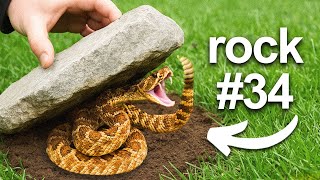 I Flipped 100 Rocks, Here's What I Found...