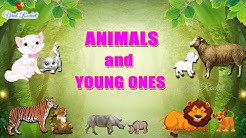 Animals and their Young Ones for kids | Young Ones of Animals and birds | Animals and their Babies