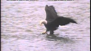 eagles adult fish flap river 246 AK1
