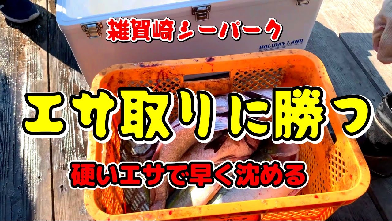 みんなで楽しく海上釣堀　この時期のエサ取りは手ごわいぞ!