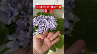 Cennet Testi̇ Mo Öneçıkart