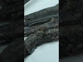 快來看看浙江人餐桌上的名菜蔥油跳跳魚跳跳魚又名彈胡三門濱海地區均有產出的美味海產肉質鮮嫩營養價值高被譽為水中人參蔥油跳跳... #Shorts #chinafocus_official