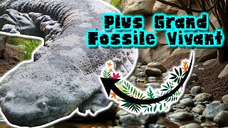 Salamandre géante de Chine | Documentaire Animalier