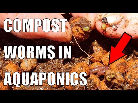 compost-worms-in-aquaponics