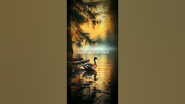#اكسبلور قرآن كريم #المصحف قل شي تأجر عليه #لايك #الرحمن #راحة_نفسية