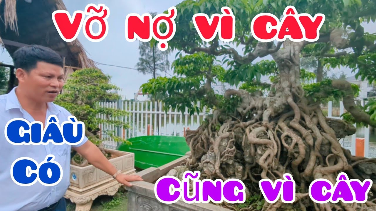 Vỡ Nợ vì cây Giầu có cũng vì cây. Vỡ Nợ sau 8 năm lại trở thành giầu có . Thật nể phục 