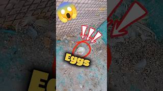 😱 Budgies Parrot ke Eggs Ghaib Ho Gaye! | Kya Hua Mere Bajis Ke Andon Ko? 🥺🐦
