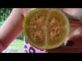 Dcouverte dun nouveau fruit  le lulo ou narangille