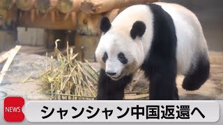 ジャイアントパンダ「シャンシャン」中国に返還へ（2022年11月18日）