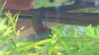 Download Lagu betta sp jade spawning