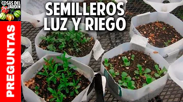 ¿Con qué frecuencia debo regar los semilleros?