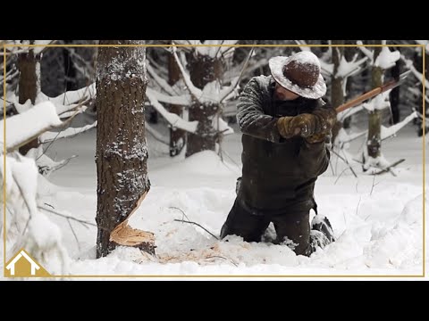 Video: Berapa banyak jarum yang ada pada pine Virginia?