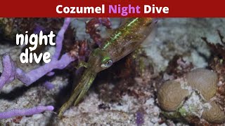 Cozumel Night Dive 2022 by Christy the Diver  36 views 1 year ago 2 minutes, 19 seconds