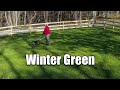 Winter rye grass lawn care