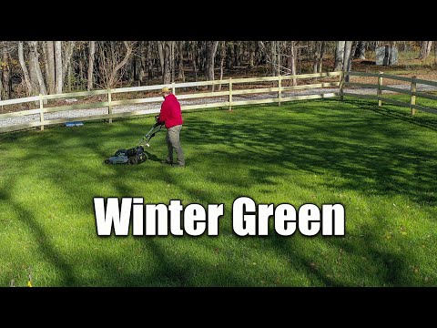 Winter Rye Grass Lawn Care