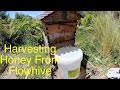 Harvesting Honey from my Flowhive