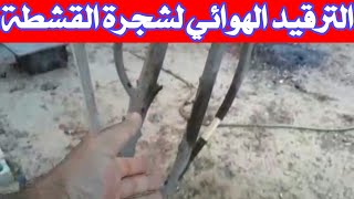 الترقيد الهوائي لشجرة القشطة