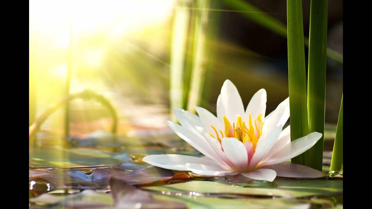 Peaceful Music Relaxing Music Instrumental Music Quiet Peaceful Music Relaxing Music Instrumental Music Quiet
