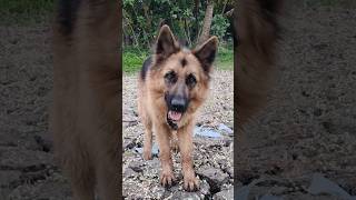 feemel ❤️ ll #germanshepherd #reels #minicamera #sorts #puppy #pets #germanshepheard