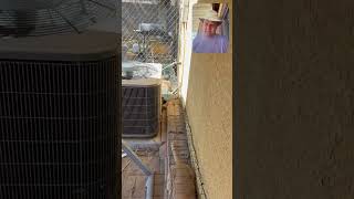 Karls the cat has an outdoor cage