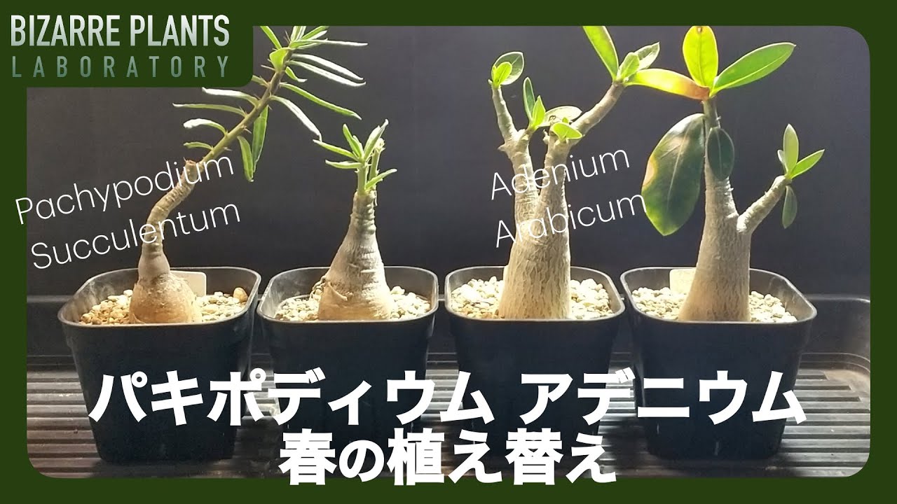 【パキポディウム サキュレンタム】【アデニウム アラビカム】春の植替え！！