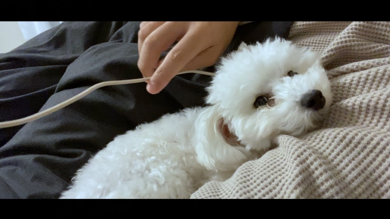 犬の身体に金属機器が埋め込まれていた Youtube