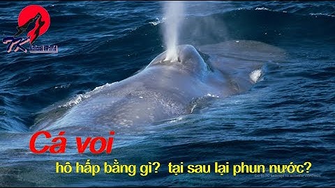 Cá voi ăn gì? hô hấp bằng gì? tại sai lại phun nước? |Respiration by what? Why do we spray water?|TK