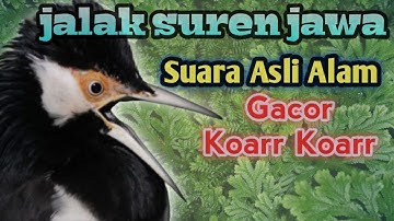 Suara Jalak Suren Ngalas Asli Alam//The Sound of Starling Suren Ngalas Original Nature