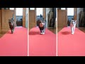 レッドカーペットを歩くねこ。-Cats walk on the red carpet.-