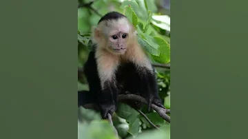 Обезьяна капуцин
