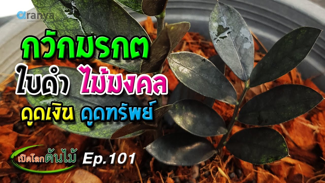 กวักมรกตใบดำ ต้นไม้มงคล ดูดเงินดูดทรัพย์|เปิดโลกต้นไม้ |Aranya Channel