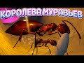 Я КОРОЛЕВА МУРАВЬЕВ ( AntQueen 3D )