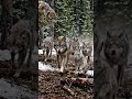 Injured Wolf Pack Hunt | Survival in the Wild 🔥