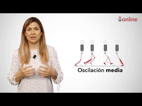 Vídeo: Un Modelo De Elementos Finitos De La Extremidad Inferior Durante La Fase De Postura Del Ciclo De La Marcha, Incluidas Las Fuerzas Musculares