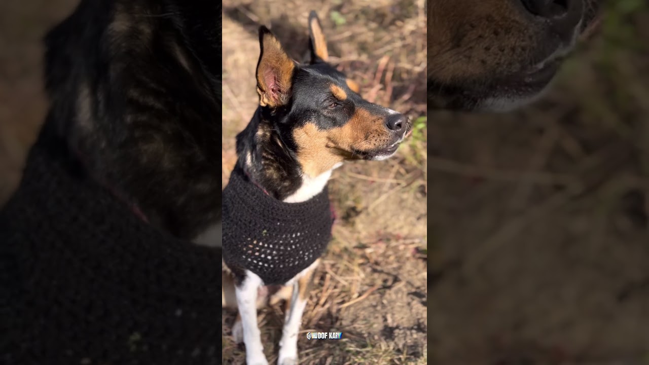 Dog and cat lip sync |Taras Stanin|creepin| the Weeknd cover. 