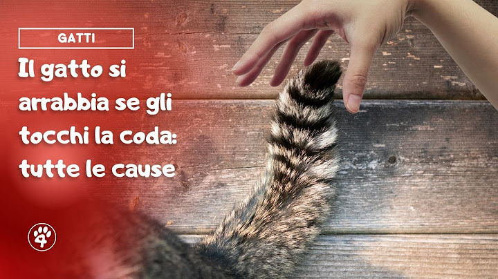 Che significa quando il gatto muove la coda