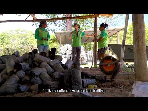 Timor Coffee Plantation