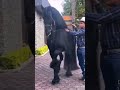 El cadete #viral #youtubeshorts #caballos #carrerasdecaballos #norteñas #regionalmexicano #mexico