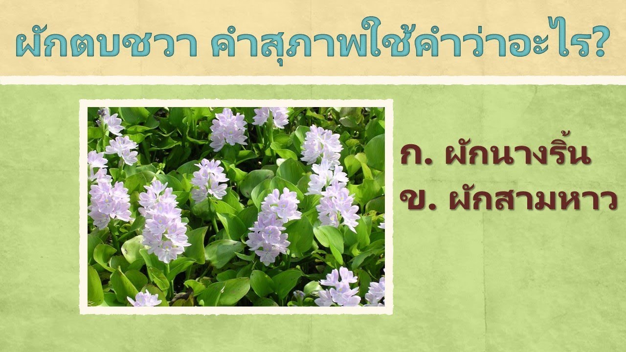 คำสุภาพเรียกว่าอะไร (10 ข้อ) ภาษาไทย