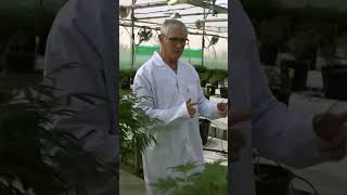 Medical Potential of Cannabis #420