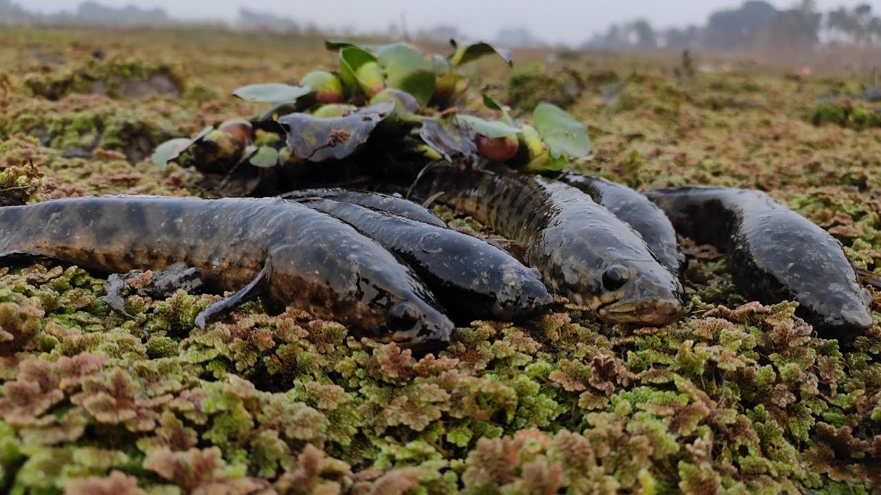 # The joy of catching fish in the muddy water of the field."