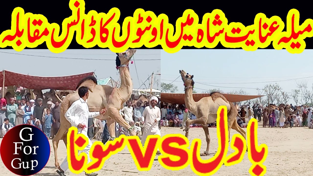 Camel Dance Video In Mela Mandi Inayat Shah || G For Gup ||
