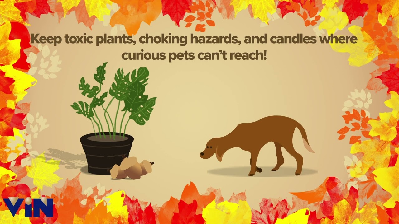 Thanksgiving Pet Safety Tips from VIN