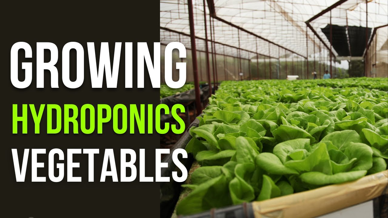 Hydroponic Vegetable Growing for Beginners - Avoid These Mistakes ...