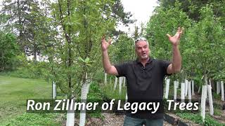 Trees have 3 growing phases