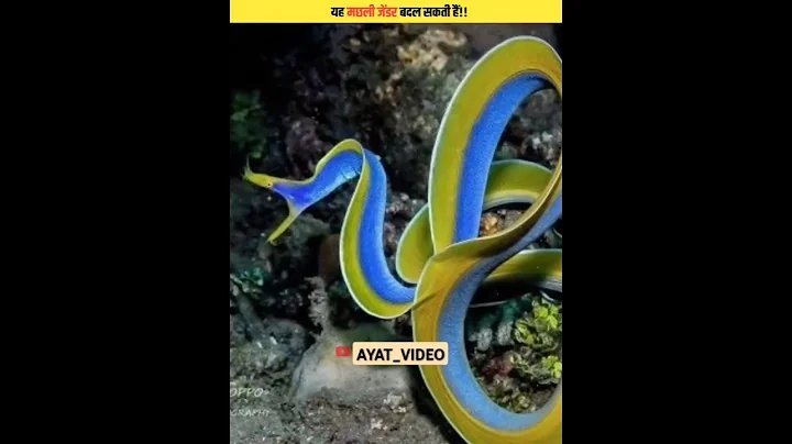 This fish🐟 can change its gender| Gender change| #shorts #facts